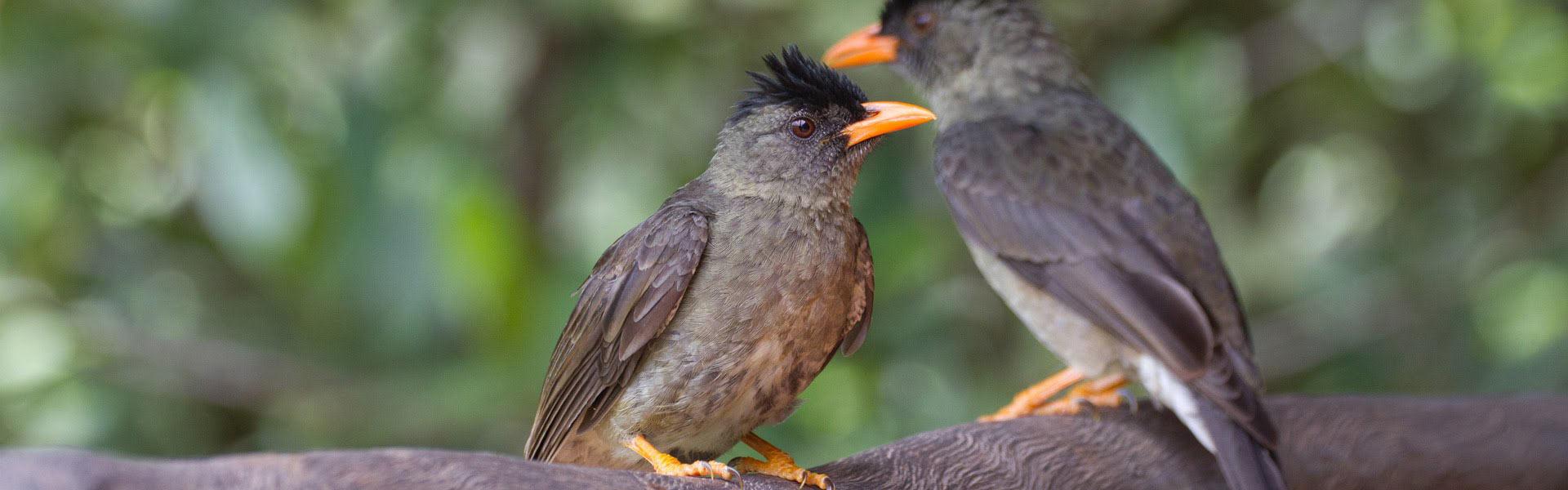 Africa Collection Holiday