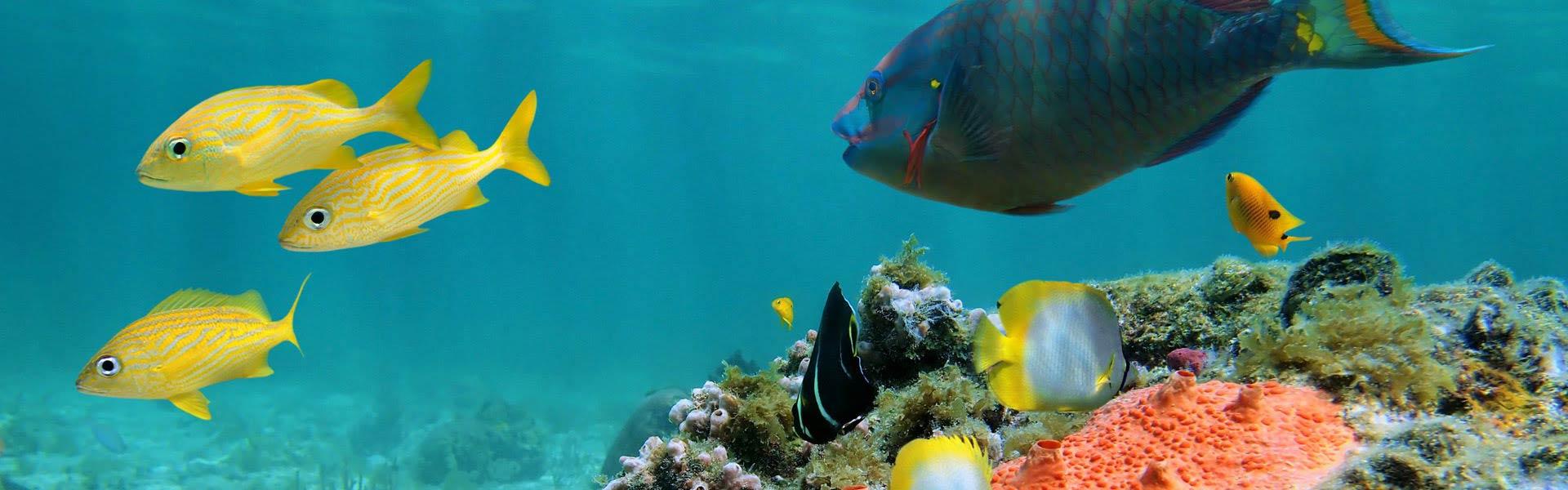 Africa Collection Holiday