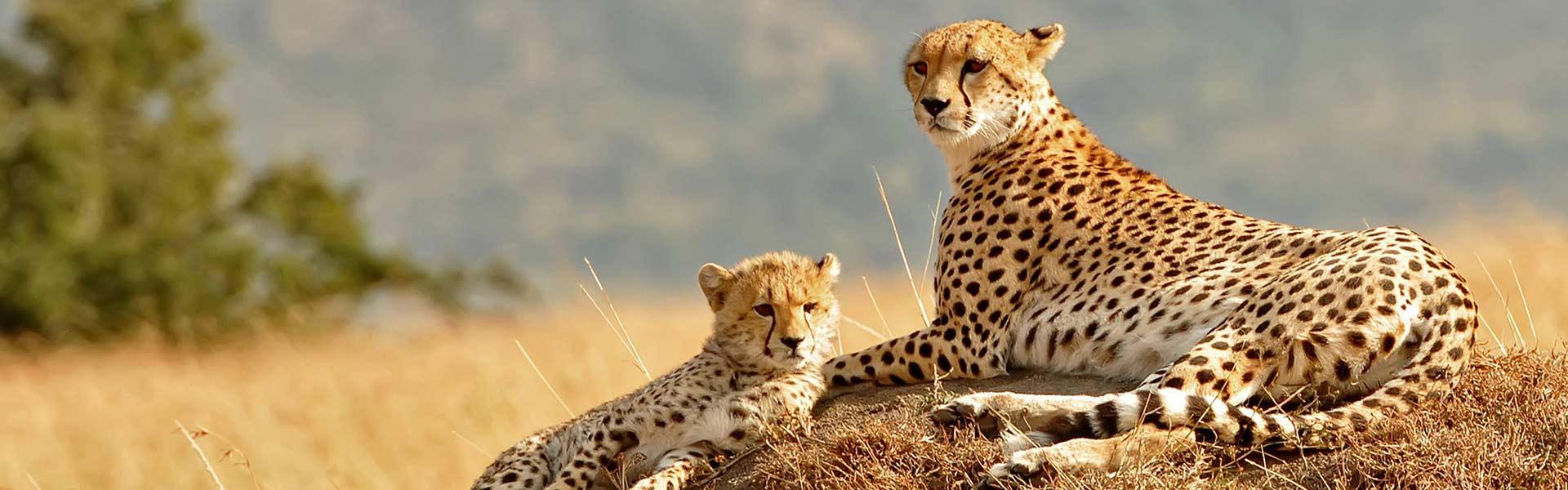 Africa Collection Holiday