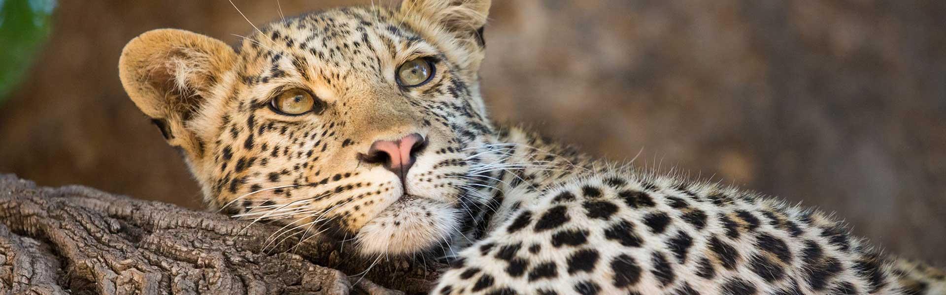 Africa Collection Holiday