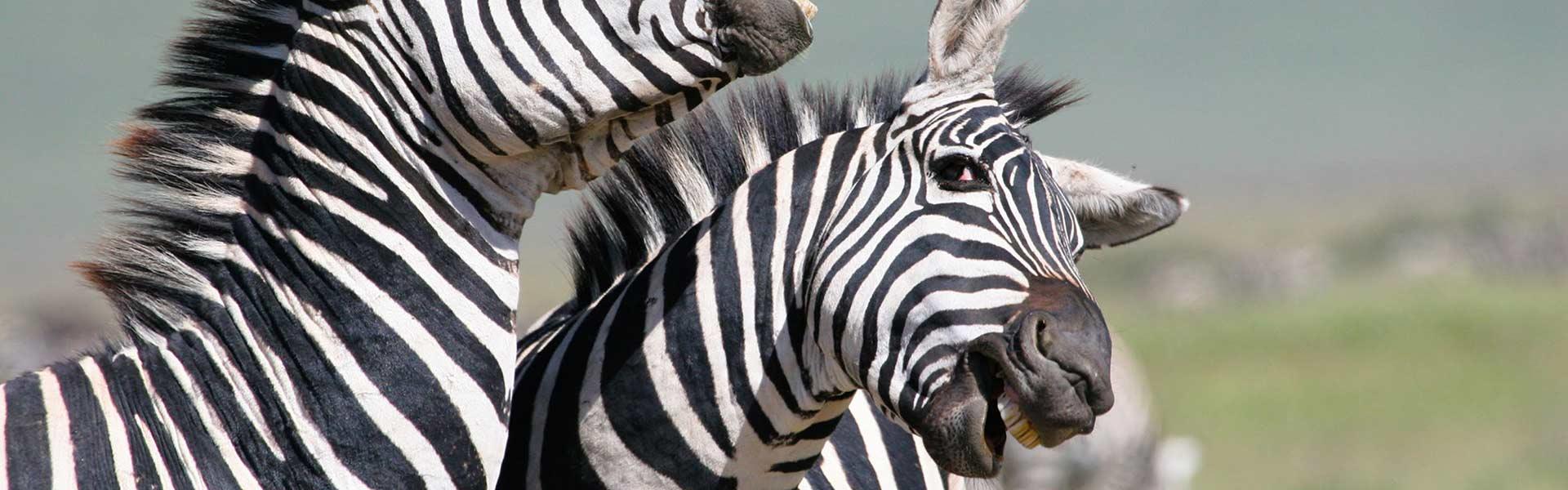 Africa Collection Holiday