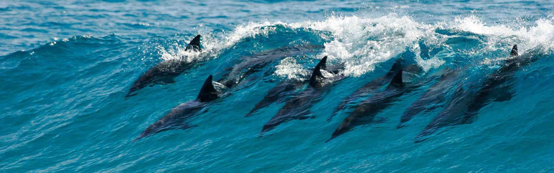 Africa Collection Holiday