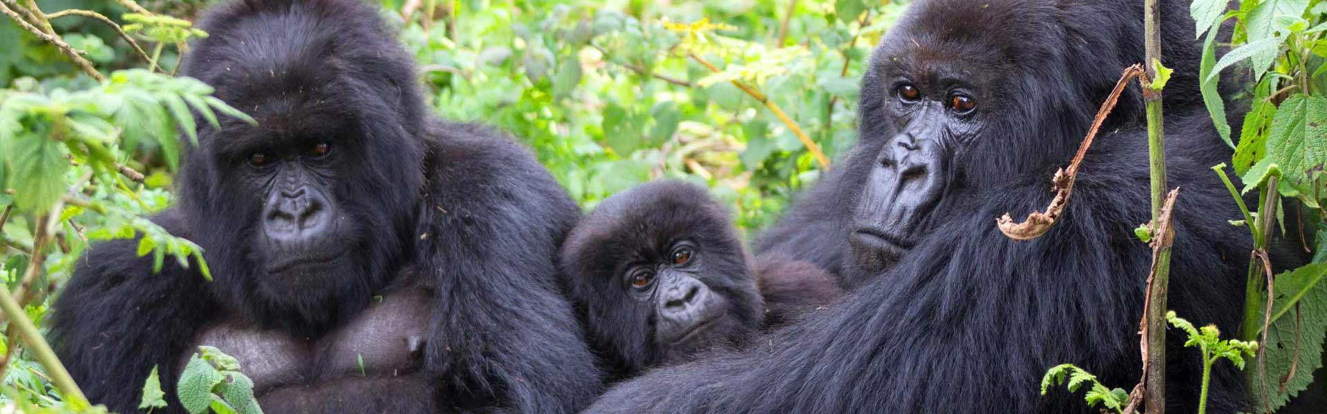 Africa Collection Holiday