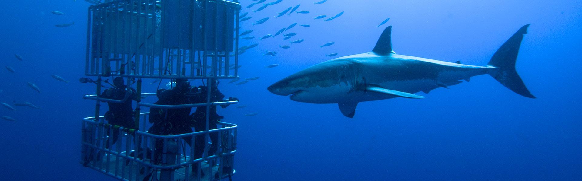 Africa Collection Holiday