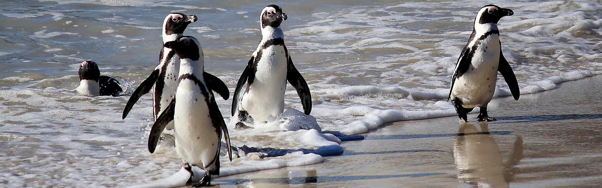 Africa Collection Holiday