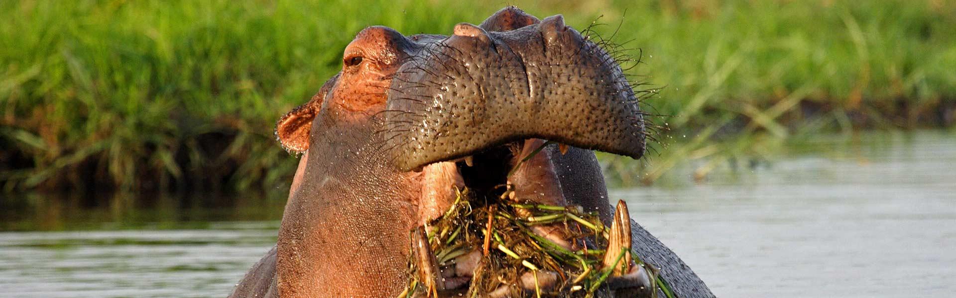 Africa Collection Holiday