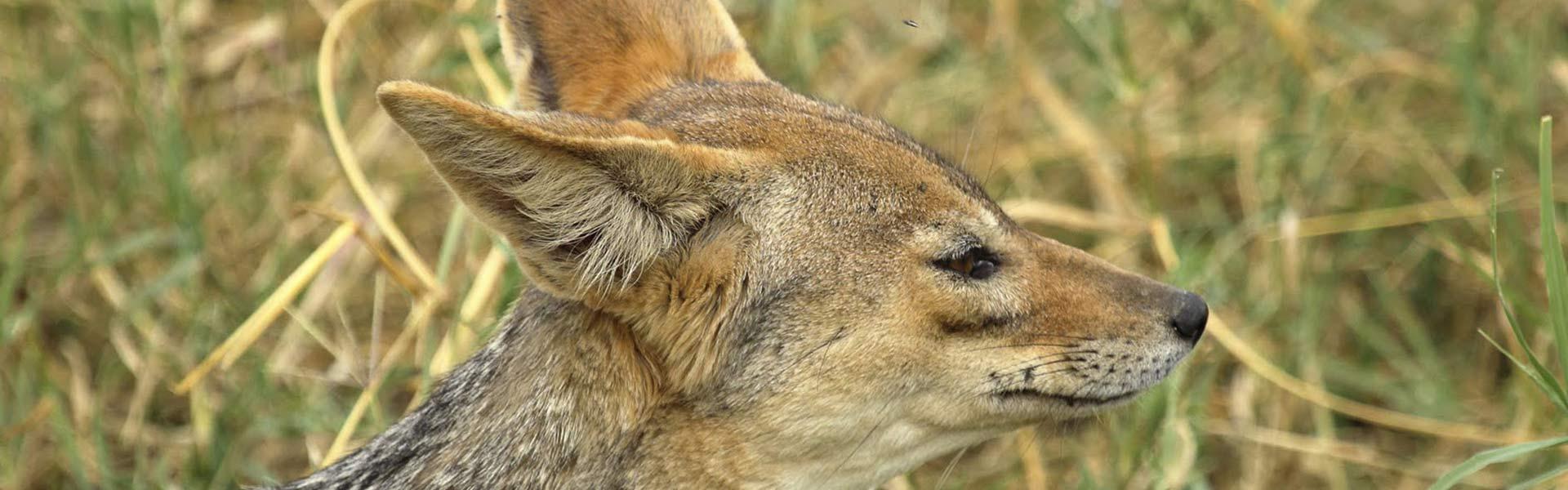 Africa Collection Holiday