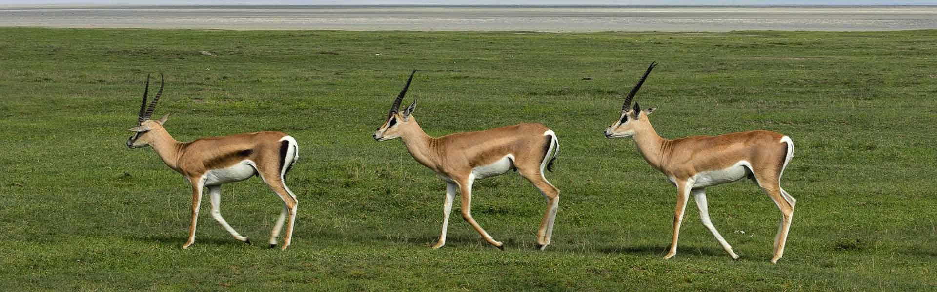 Africa Collection Holiday