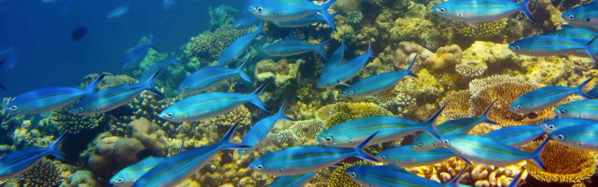 Africa Collection Holiday