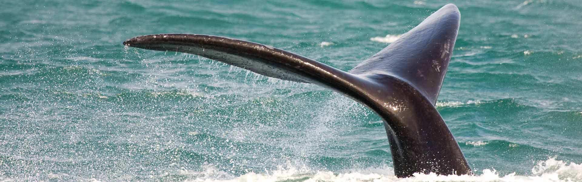 Africa Collection Holiday