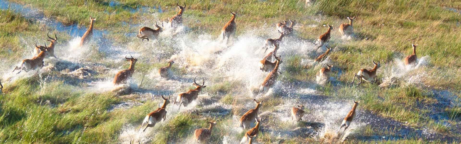 Africa Collection Holiday