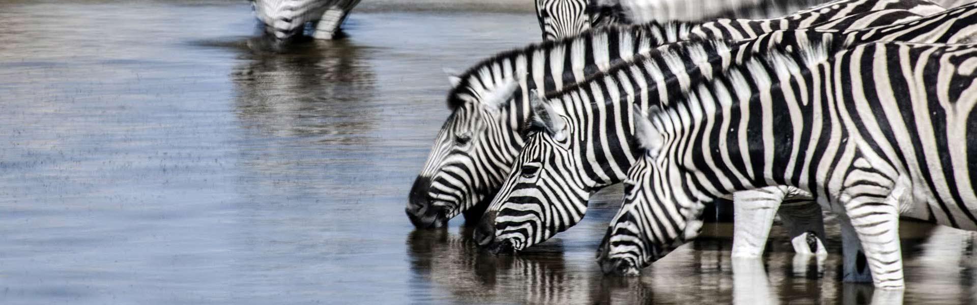 Africa Collection Holiday