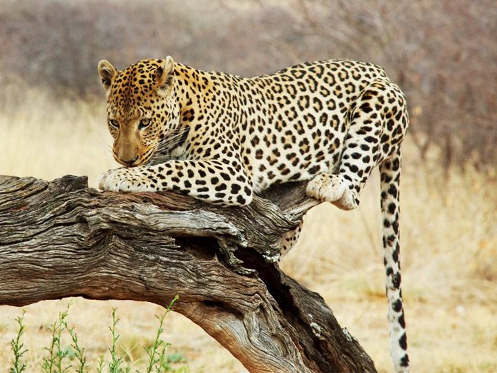 BOTSWANA HIGHLIGHTS