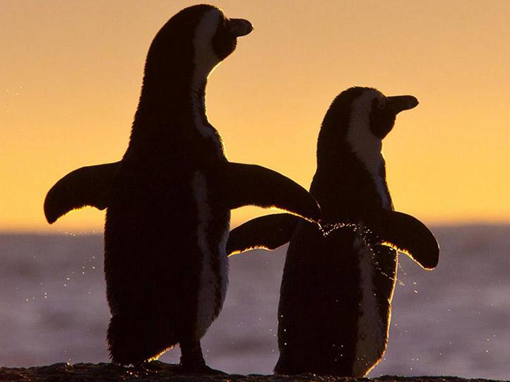 cape town and mauritius beach holiday itinerary preview square