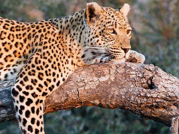 CAPE TOWN, VICTORIA FALLS & CHOBE