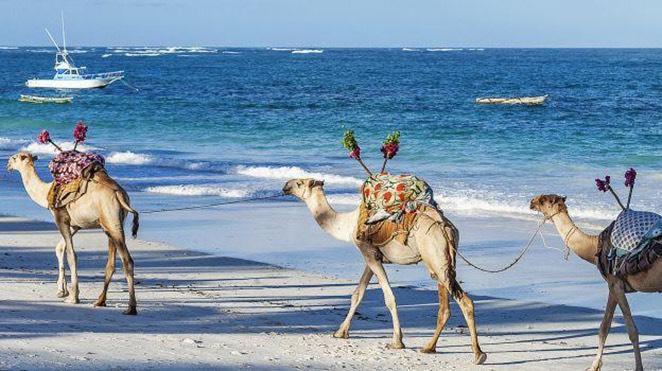 group of camels walking beside the ocean in kenya