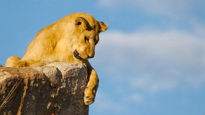 kruger national park lion on a rock