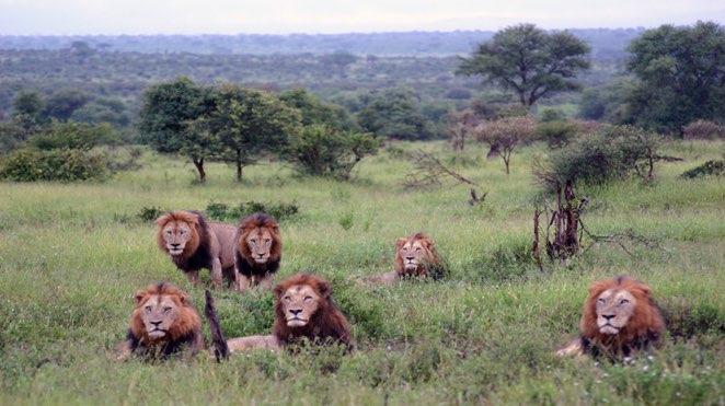 kruger national park pride of lions