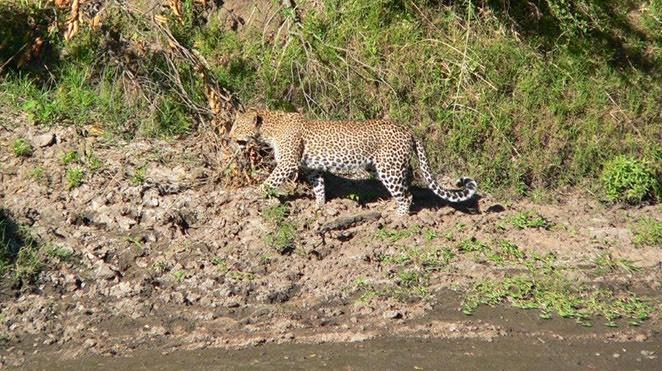 leopard walking along the banks of the talek river in the masai mara game reserve