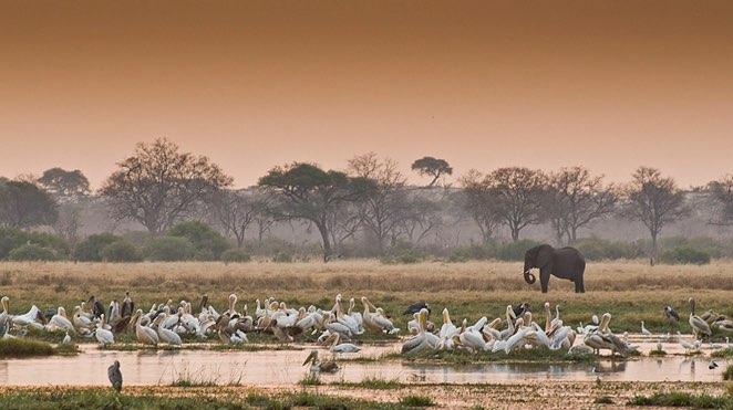 lone elephant in the savuti marsh botswana
