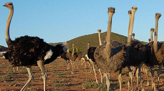 oudtshoorn ostrich