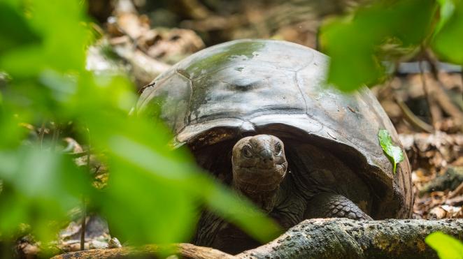 seychelles yacht giant tortoise in forest behind leaf