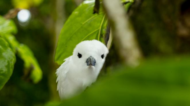 seychelles yacht white bird in forest behind leaf