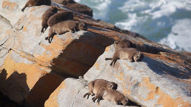 tsitsikamma national park dassies_1