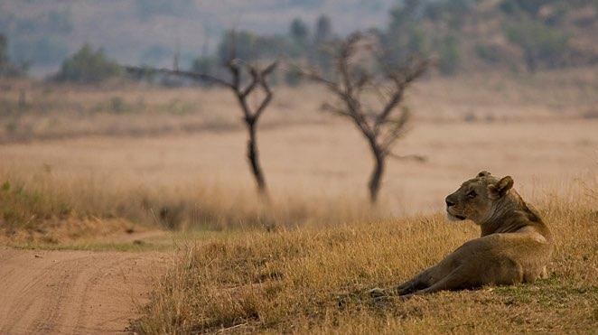 welgevonden game reserve lion_1