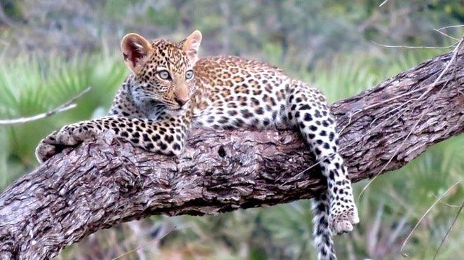 welgevonden game reserve wildlife_1