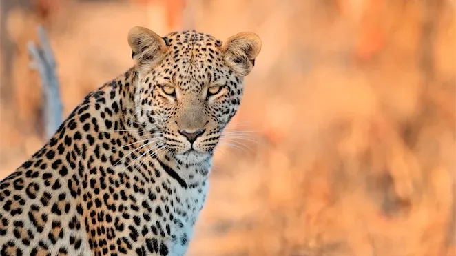 leopard in hwange national park wide.webp