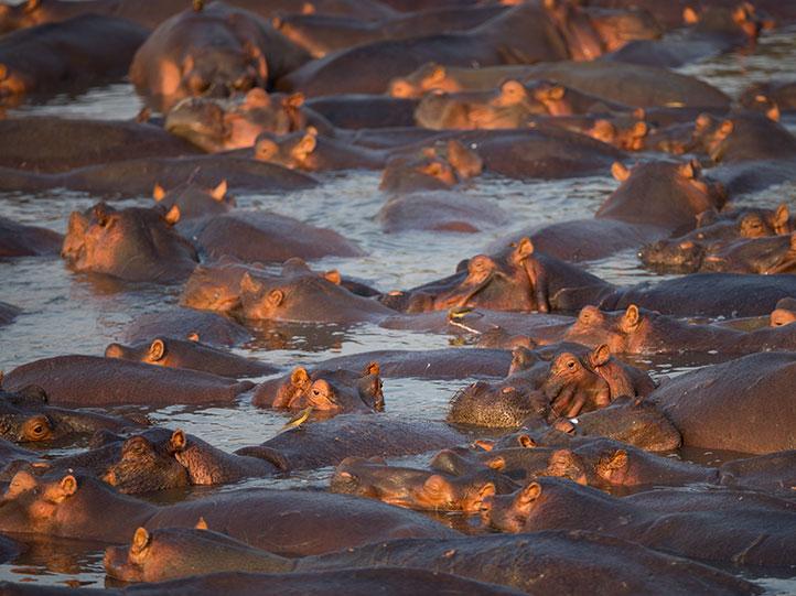 BOTSWANA SAFARI & SEYCHELLES BEACH