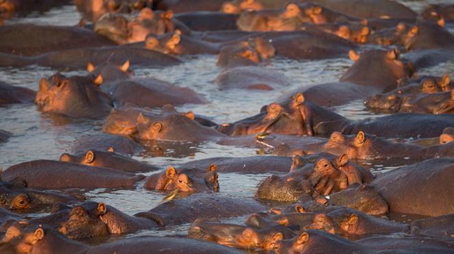pods of hippo in the vast botswana lakes and rivers wide
