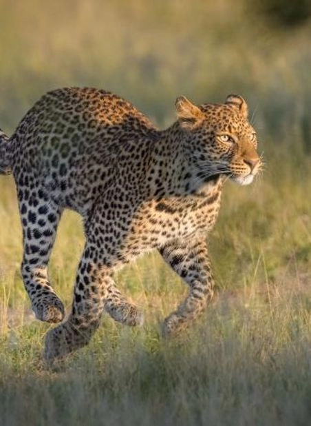 /african and indian ocean holiday images uploaded/kenya and tanzania camping tour/itinerary images 2024/kenya and tanzania camping tour widget.webp