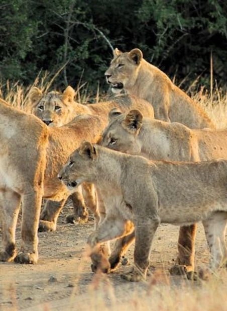 PRIDE OF SOUTH AFRICA TOUR
