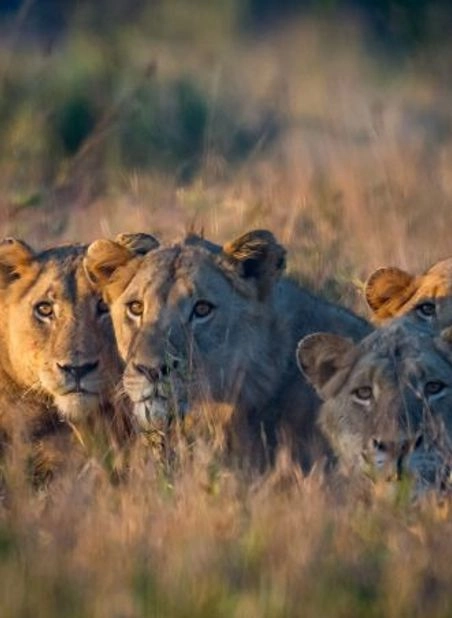 SOUTH AFRICA VOYAGER TOUR