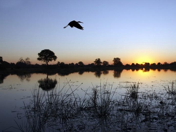 /african and indian ocean holiday images uploaded/travel tips images/prolific birdlife of botswana in the late afternoon sunset
