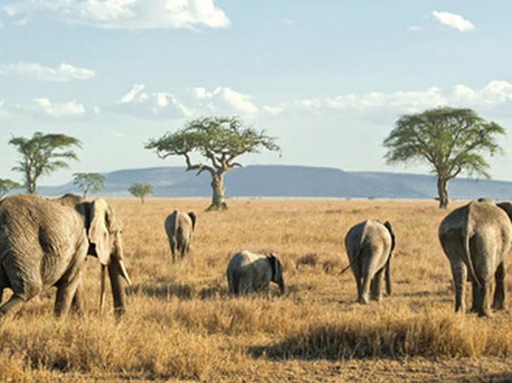 southern tanzania elephant herd walking toward the green trees