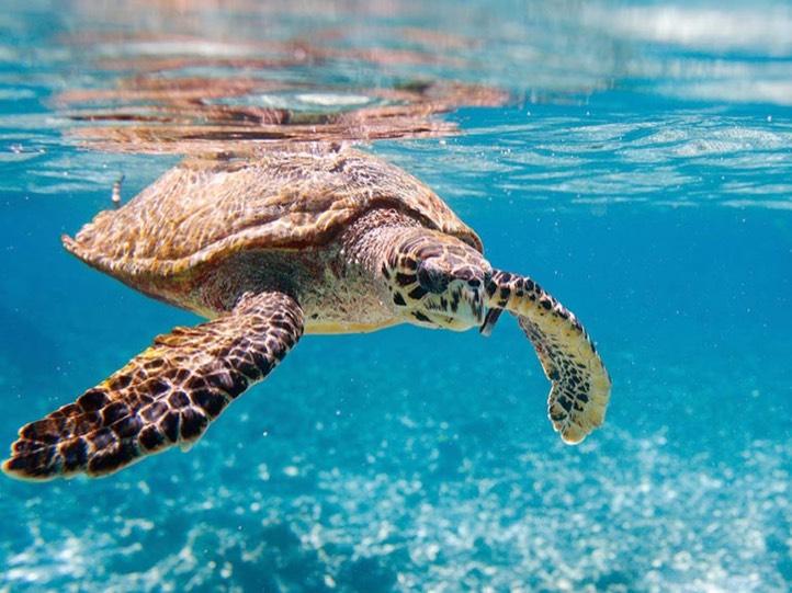 turtle drifting along in the calm clear indian ocean waters of the seychelles
