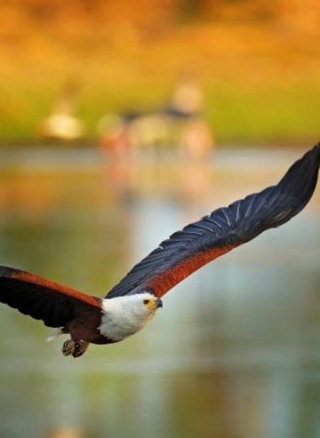 UNCOVERING BOTSWANA TOUR