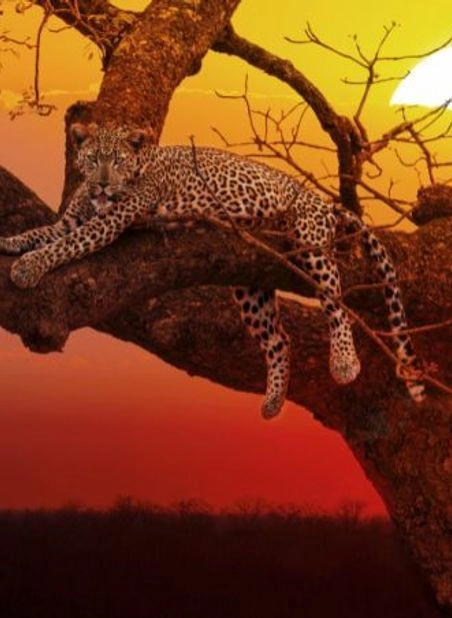 WILD & SCENIC KRUGER EXPLORER TOUR